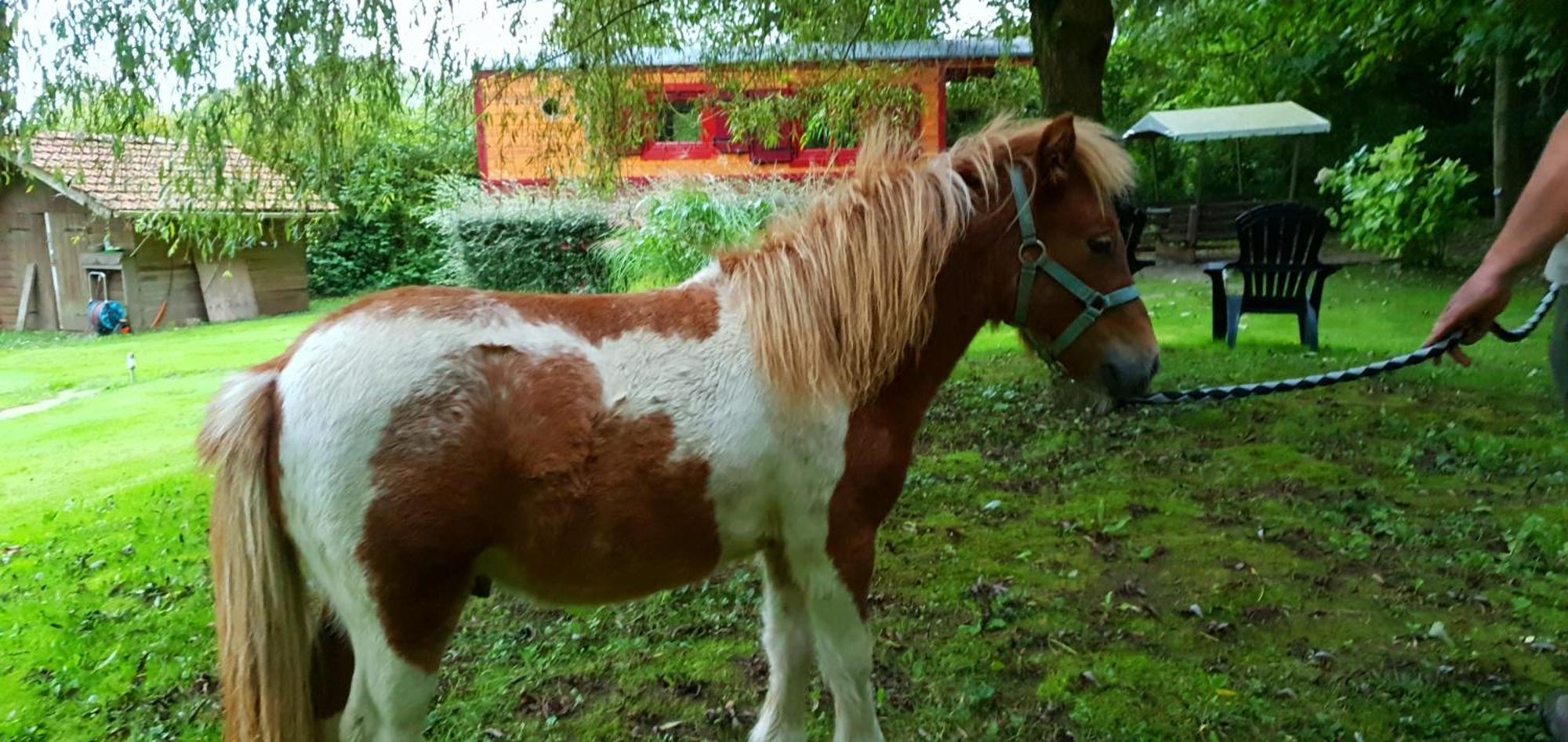 La Fermette Des Ramolleux Villa Crécy-en-Ponthieu Cameră foto